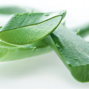 aloe