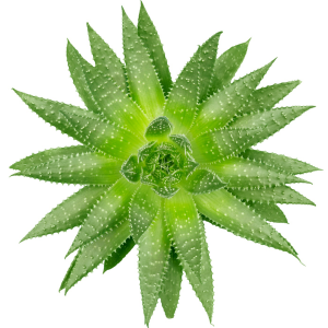 aloevera